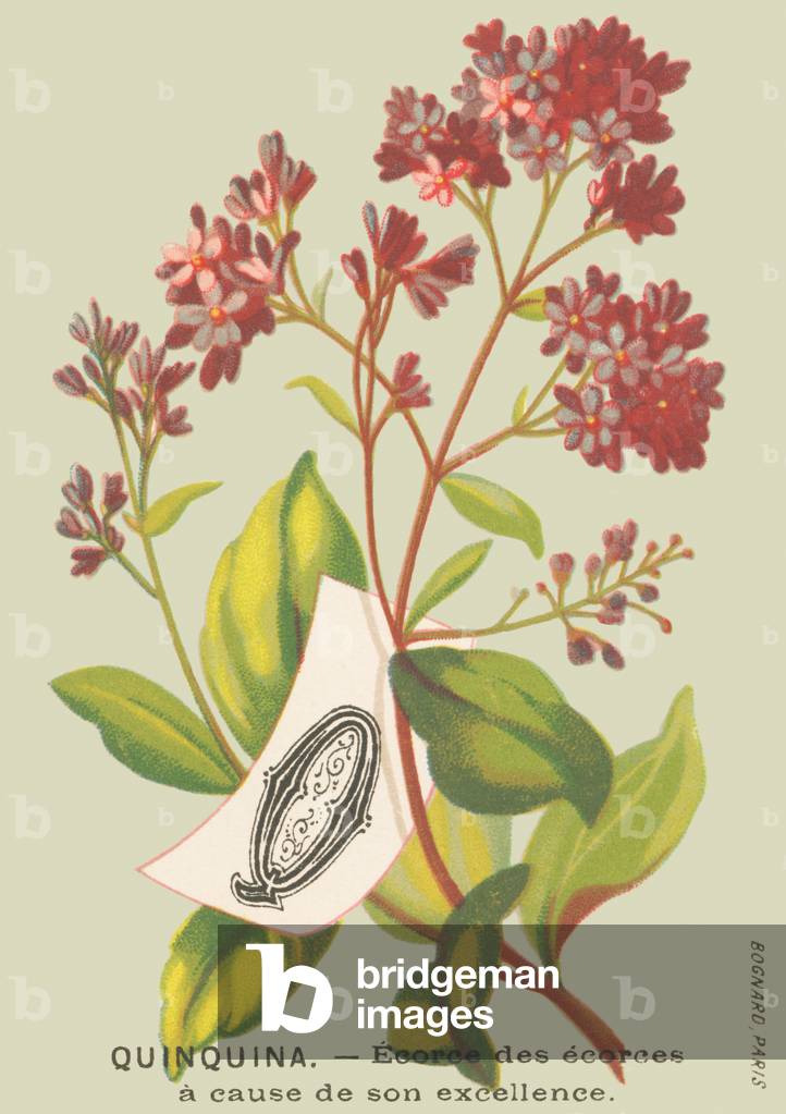 Q: Quinquinna - Ecorce of the ecorces due to its excellence