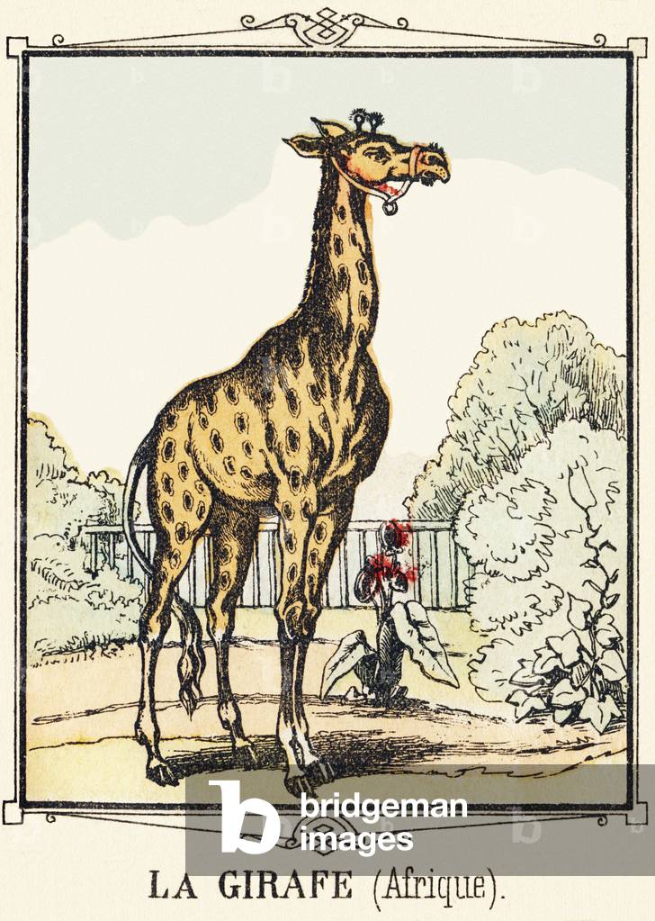 The girafe. In 