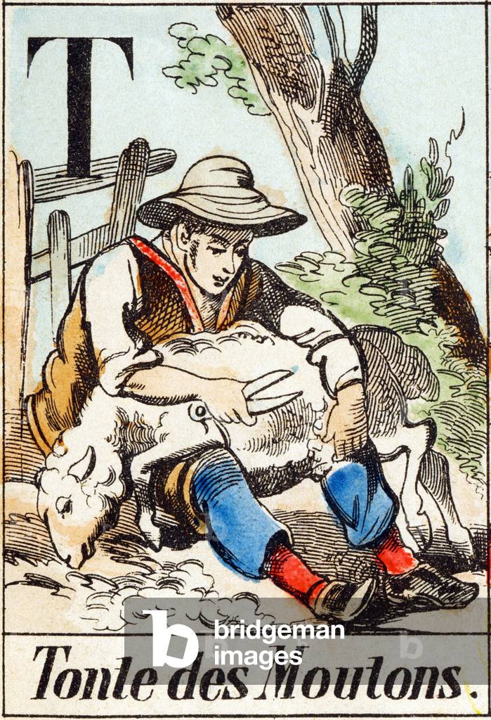 T  (sheep shearing) - 