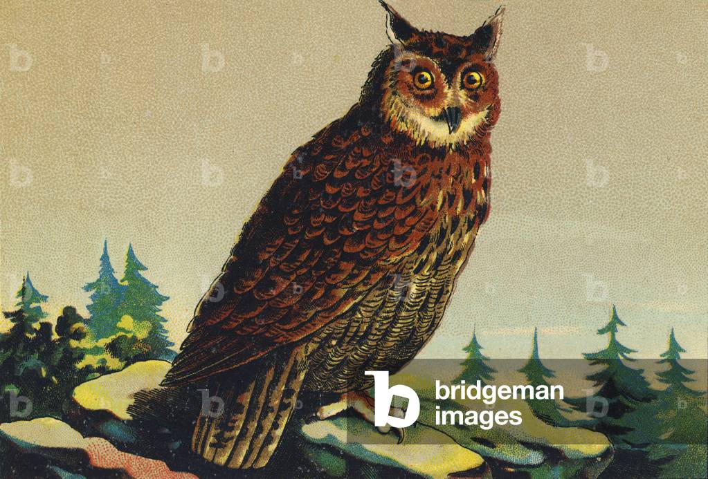 H as Owl