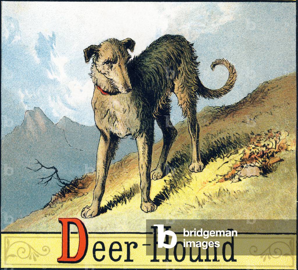 Letter D: Deer-Hound (Levrier or deerhound (deer hound) used for hunting) - “Picture Alphabet of Horses and Dogs” 1887 (lithograph)