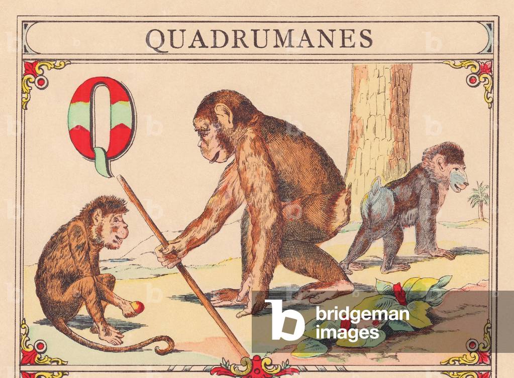 Q: Quadrumanes