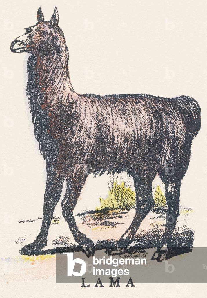 L: lama