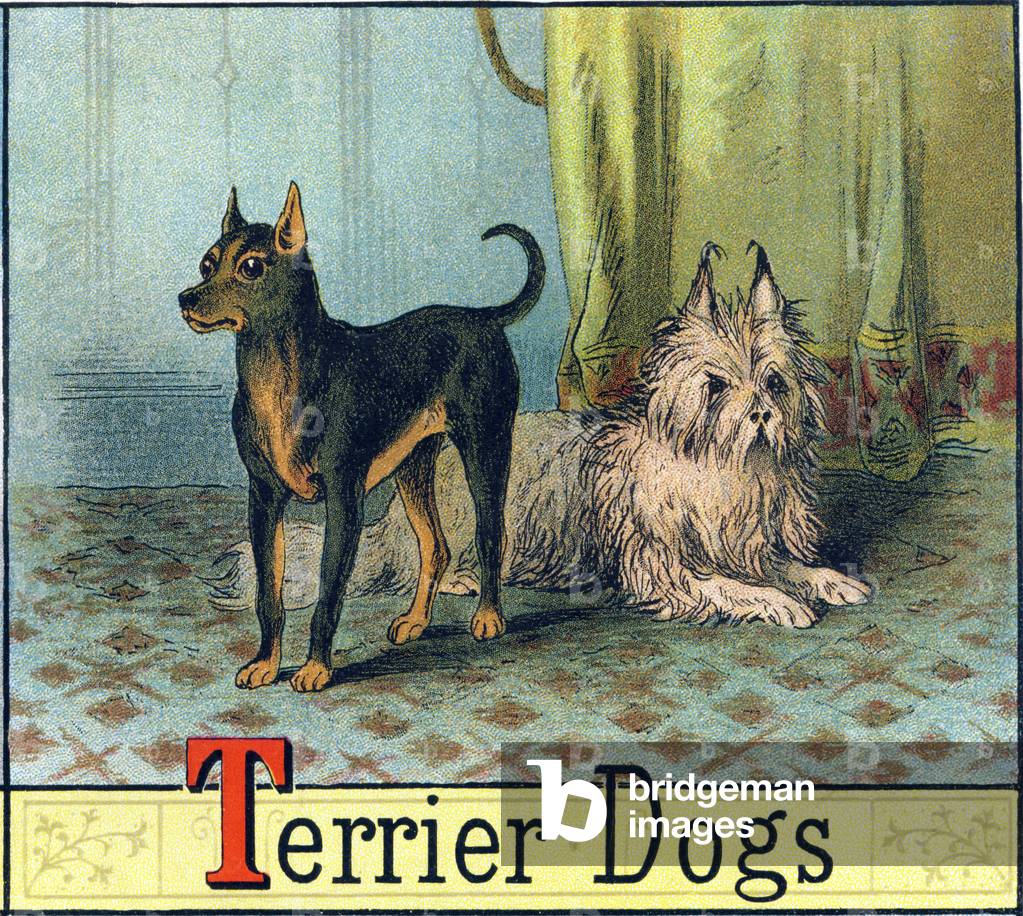 Letter T: Terrier Dogs - “Picture Alphabet of Horses and Dogs” 1887 (lithograph)