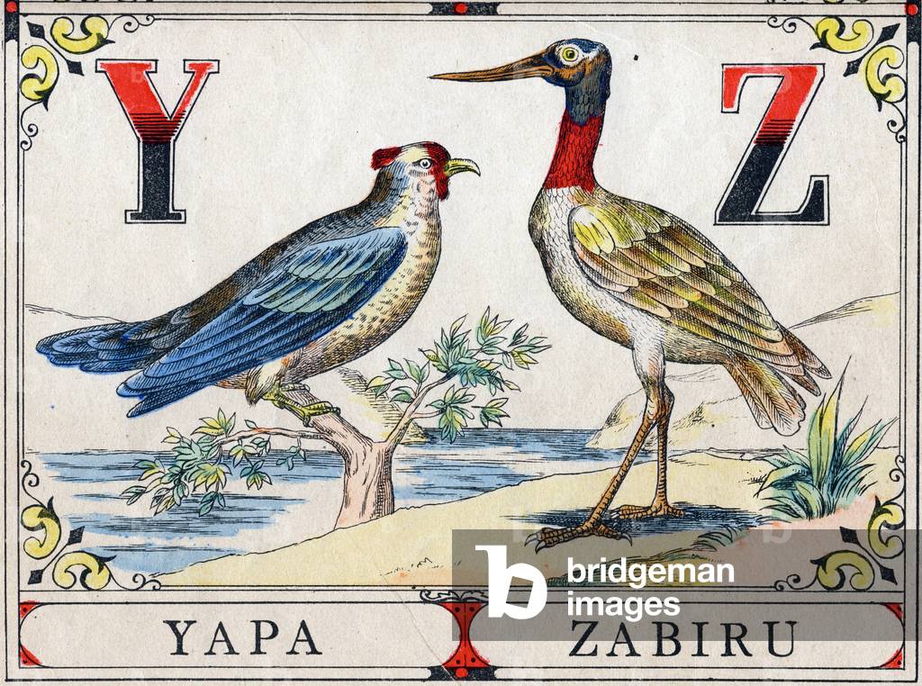 Letter Y: Yapa and Z: Zabiru. Engraving in “Great Bird Alphabet”.