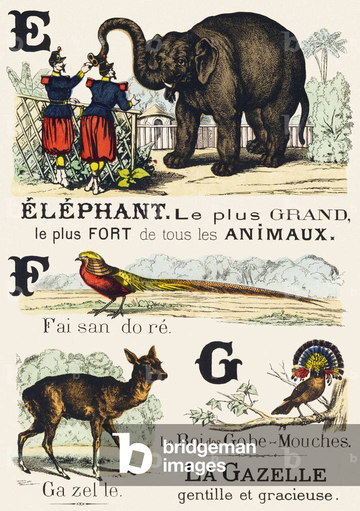 E F G : Elephant, Faisan dore, Gazelle, Gobe-mouches - Alphabet of the wild animals, 1876 (engraving)