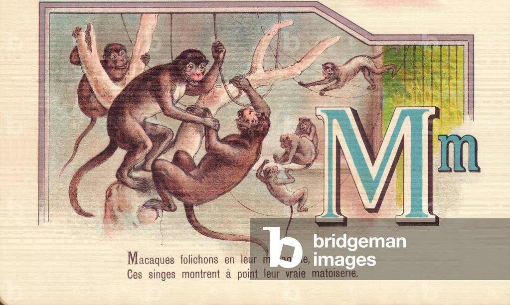 M: Macaques leaflets in their menagerie, These monkeys show their true matoiserie