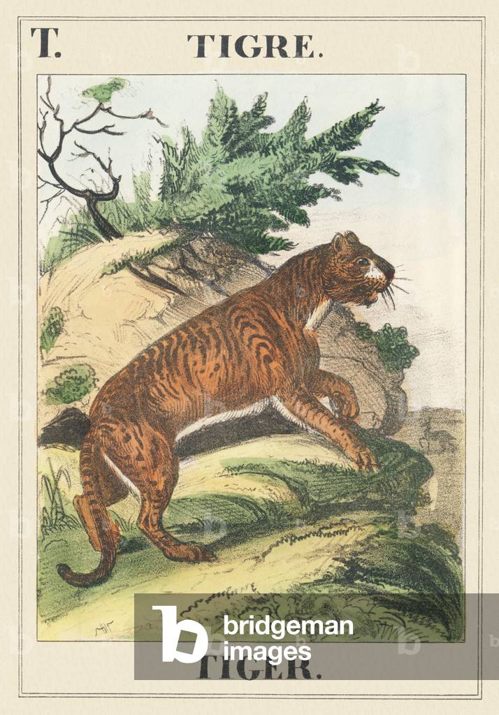 T: Tiger