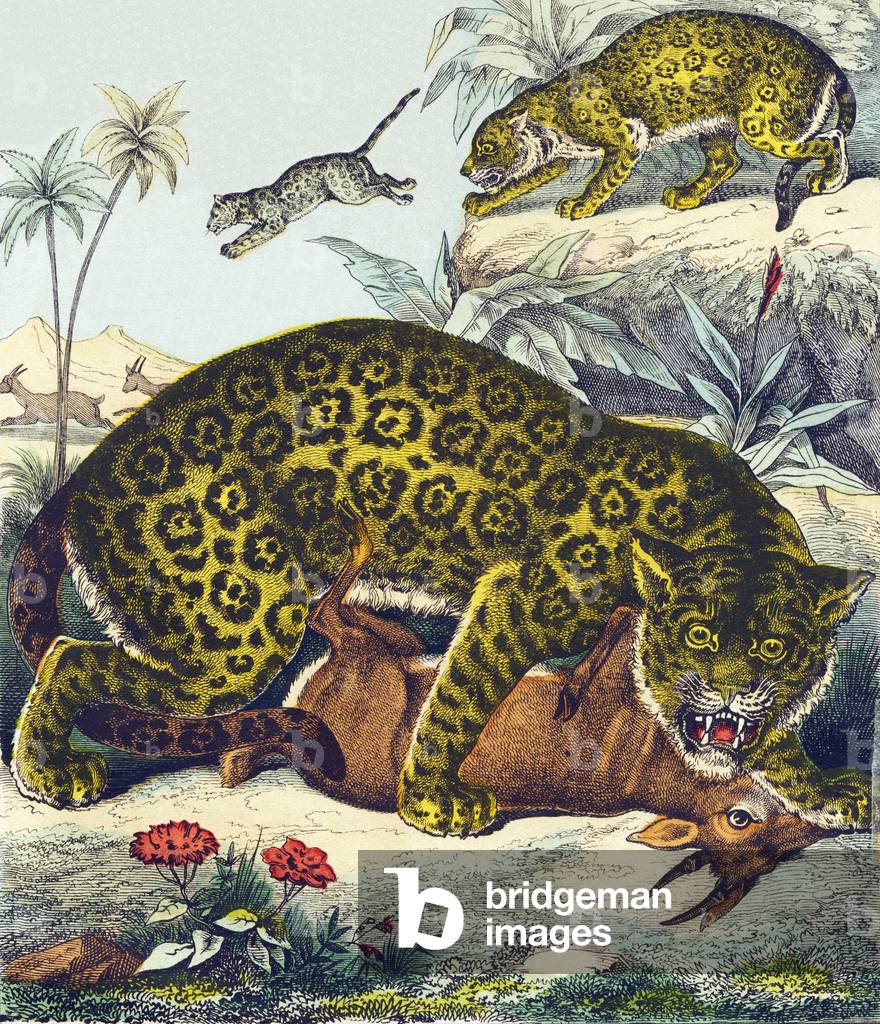 J : Jaguar - Le Jaguar is the most fearsome animal of the South America, he can attack humans and other large animals, he kills without being driving by hunger - Alphabet of the wild animals, 1876 (engraving)