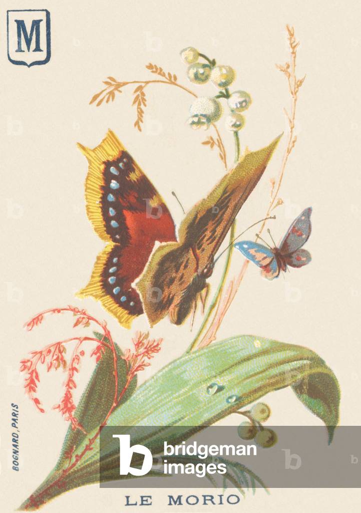 M: Morio (Euvanessa antiopa or Morio)