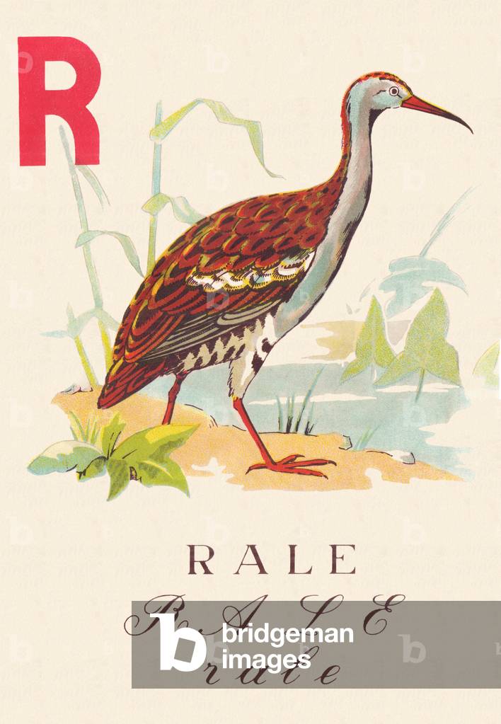 ABC Les Oiseaux rale, 1945 (illustration)