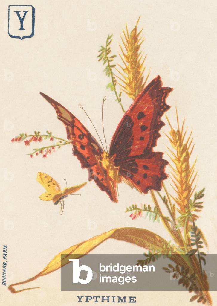 Y: Ypthime (Apatura ilia or Lesser mars changeant)