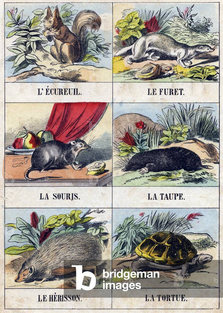 Squirrel, Ferret, Mouse, Mole, Herisson, Turtle,  in “Buffon Alphabet des Animaux