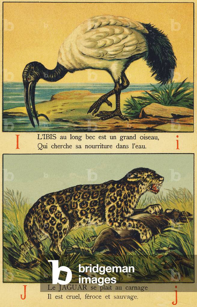 I as Ibis and J as Jaguar