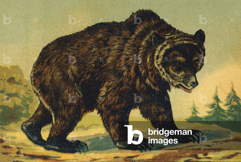 O as Bear