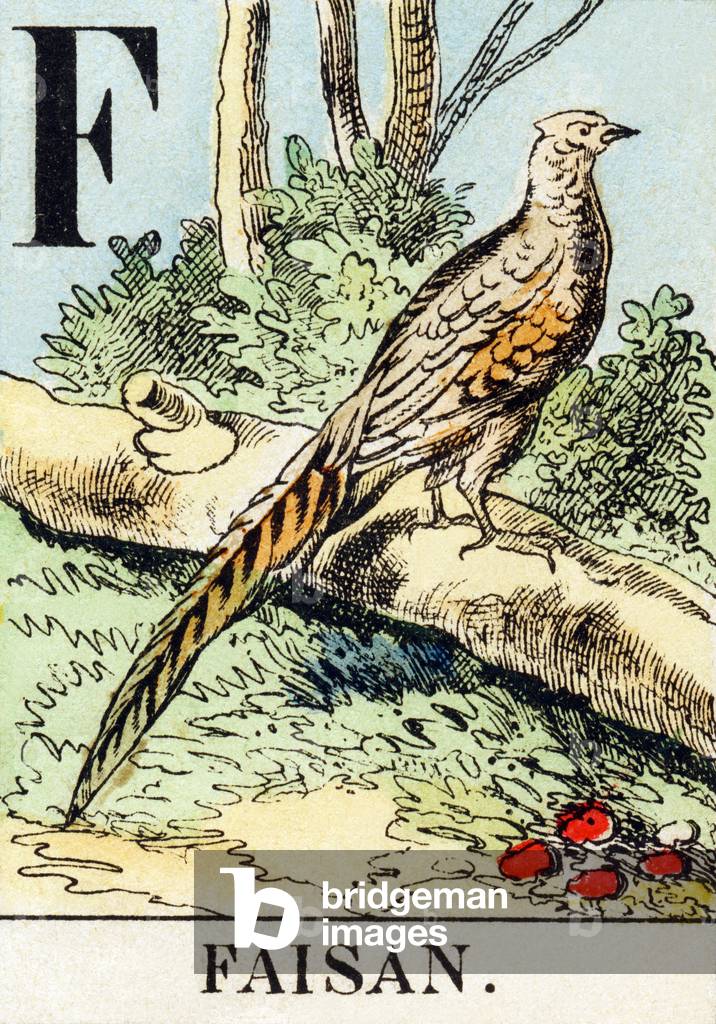 F : Faisan - The Hunting Alphabet, c.1890 (engraving)