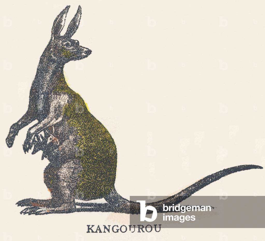 K: kangaroo