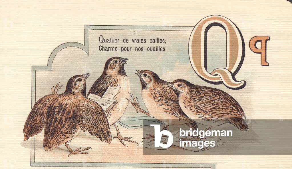 Q: Quartet of real quails, Charm for our flock