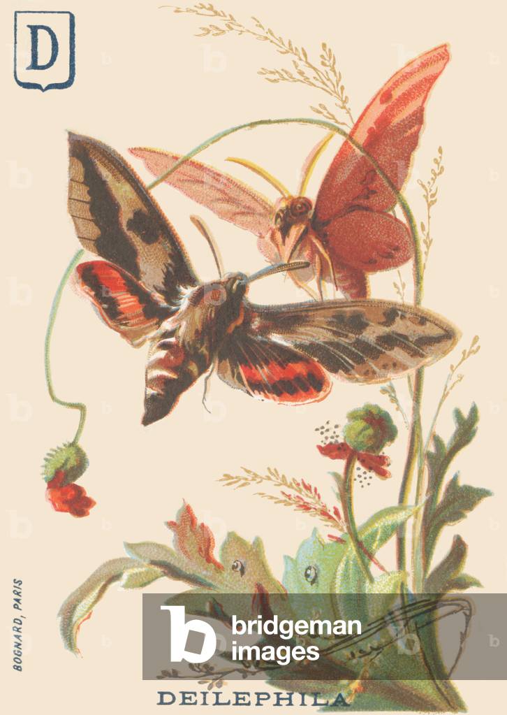 D: Deilephila (Deilephila elpenor or Great sphinx of the vine)