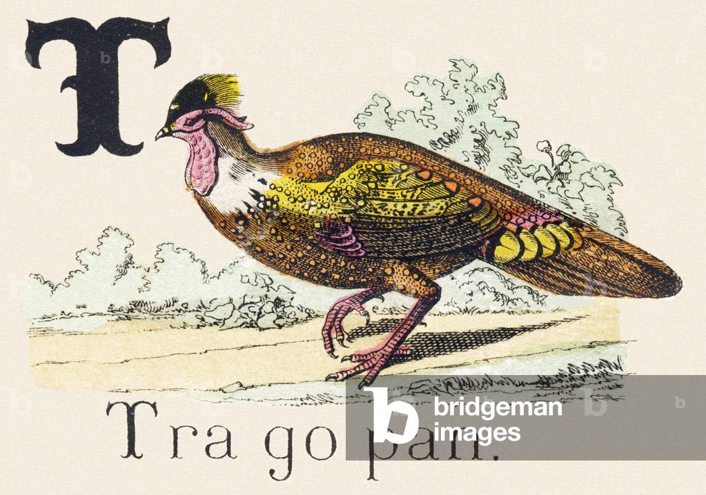 T : Tragopan - Alphabet of the wild animals, 1876 (engraving)