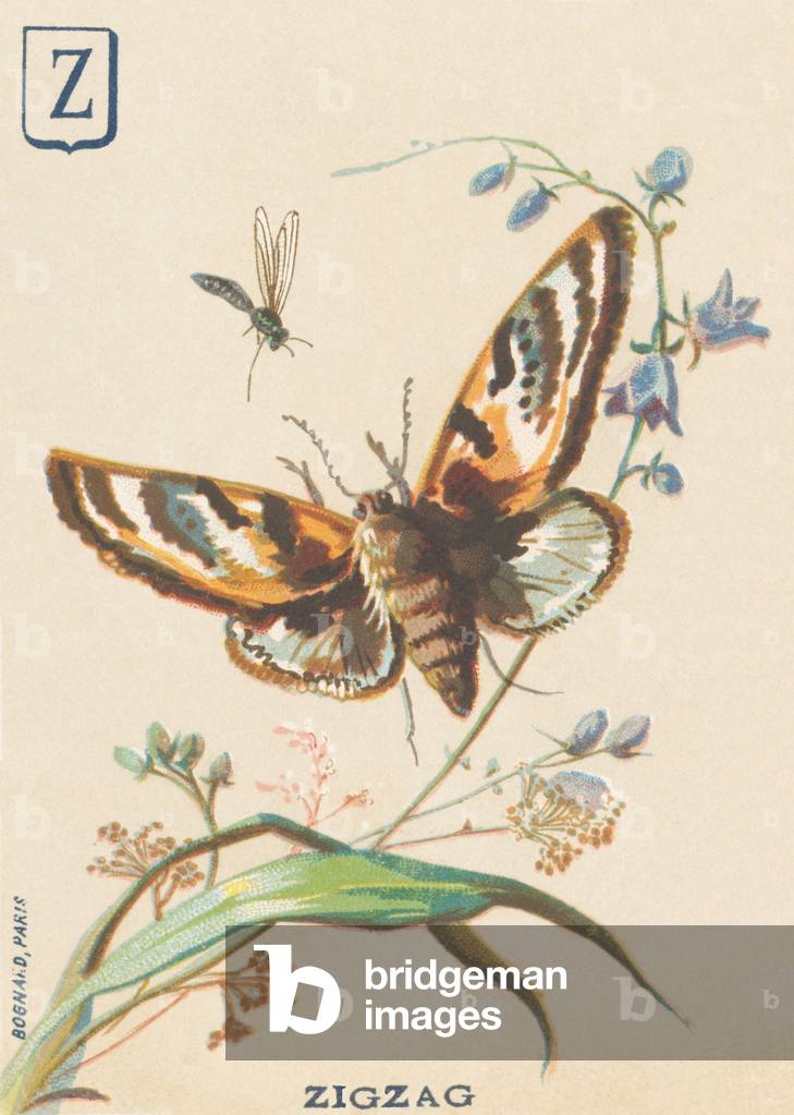 Z: Zigzag (Lymantria dispar or disparate Bombyx)