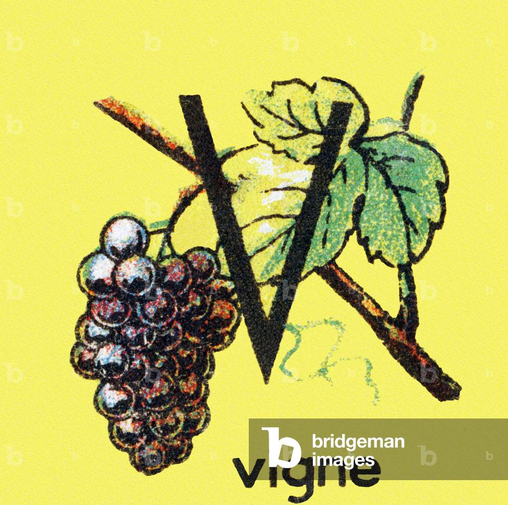 Vine, grape (Vine, grapes) - Engraving in “Alphabetical cubes, fruits and vegetables