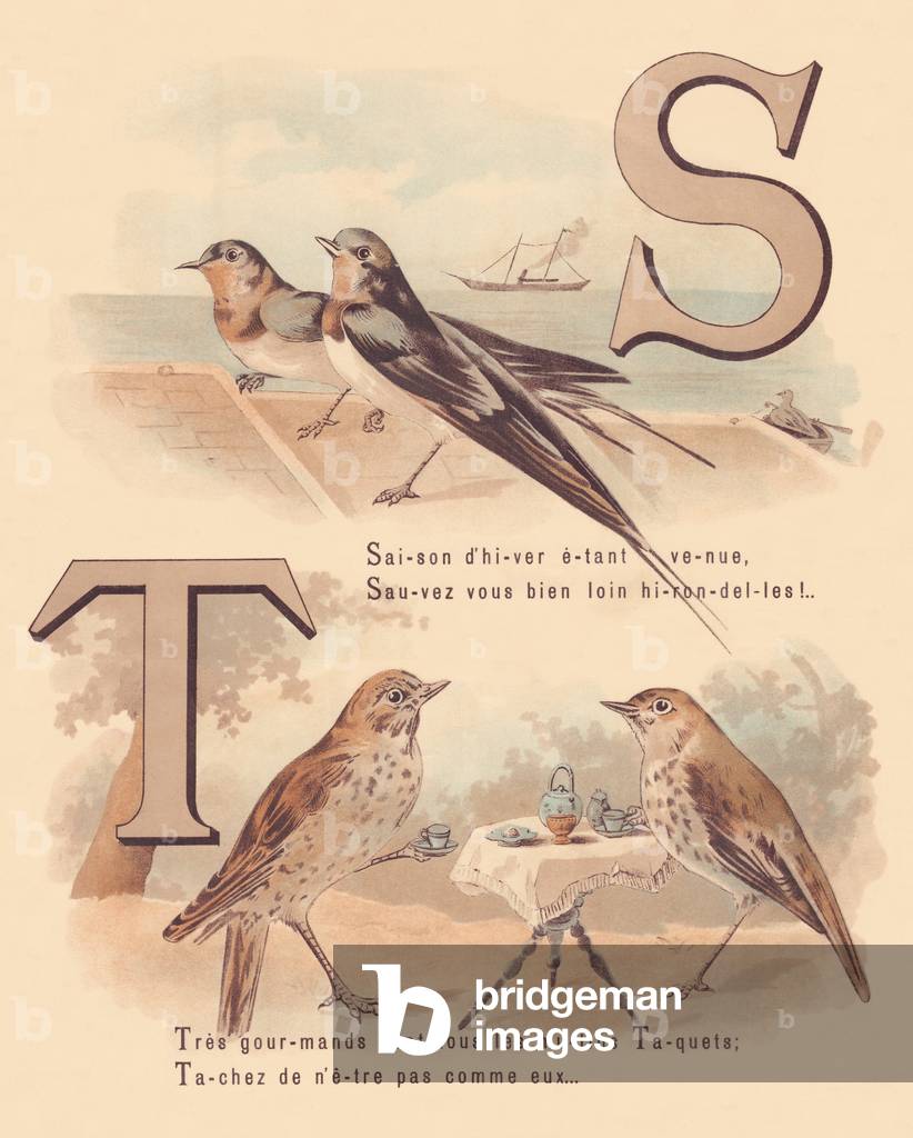 S T: Swallow, steamer, thrush, tea time