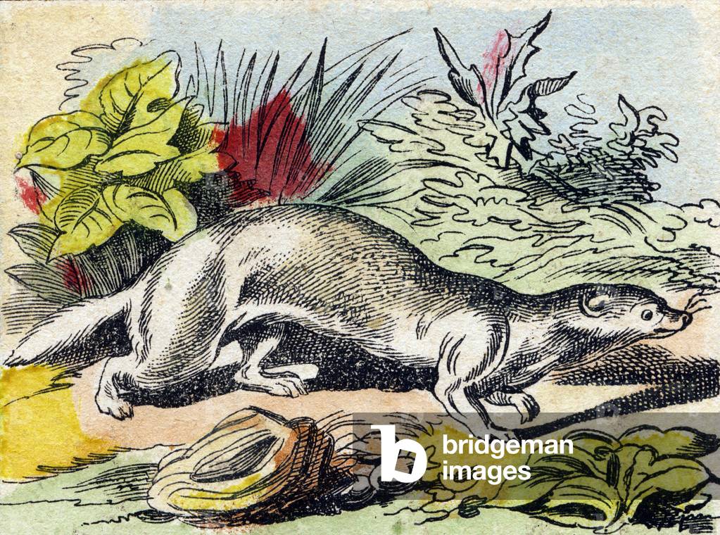 Ferret,  in “Buffon Alphabet des Animaux