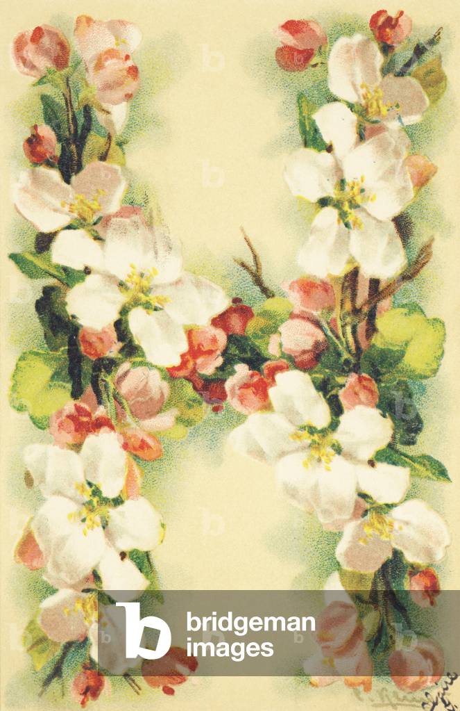 H : fleurs de pommier - Flowers alphabet G. B. editeur, Paris, 1904 (postcard)