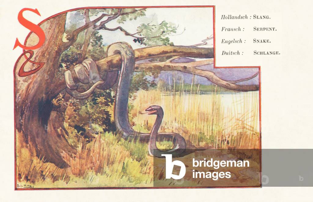 S: Snake (French) — Snake (English) — Schlange (German) — Slang (Dutch)