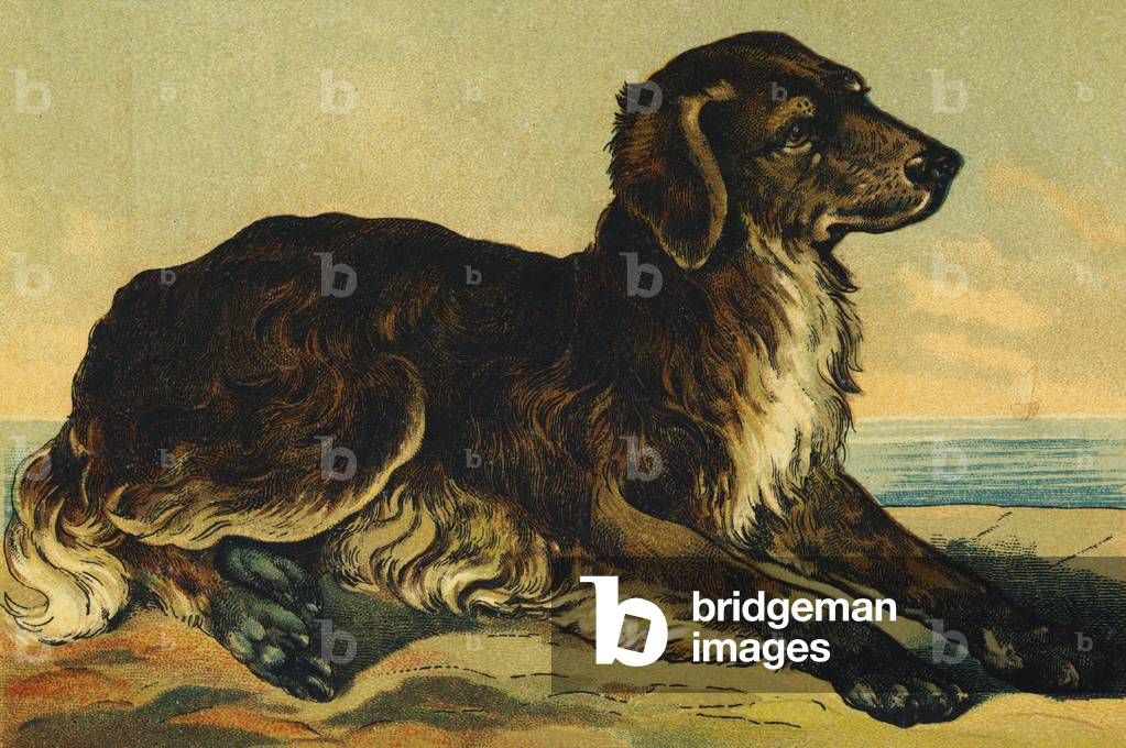 C as Dog