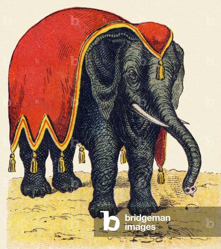 Elephant. Engraving in 