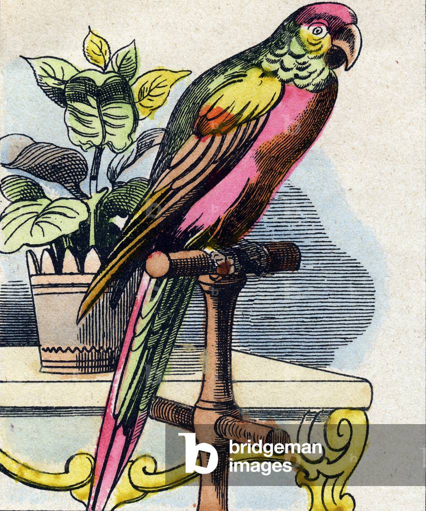 The parrot,  in 