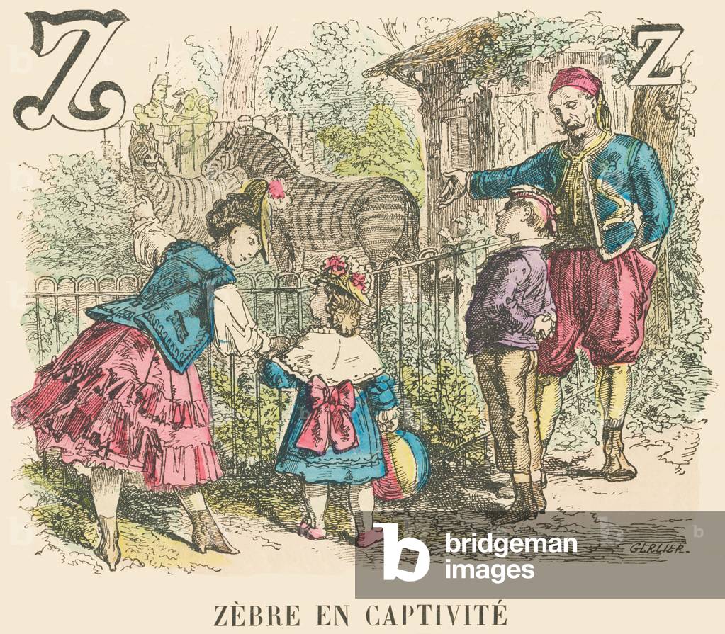 Z: Zebra in captivite