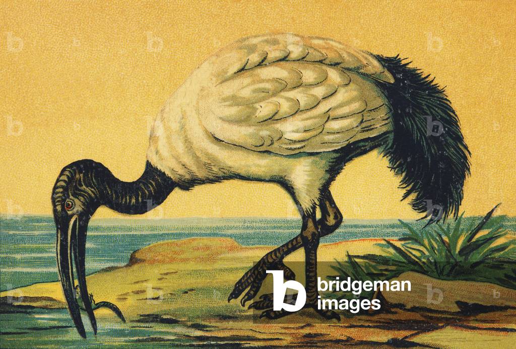 I as Ibis