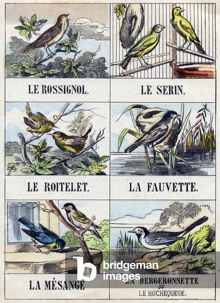 Nightingale, Serin, Roitelet, Fauvette, Mesange, Bergeronnette or Waterthrush,  in 