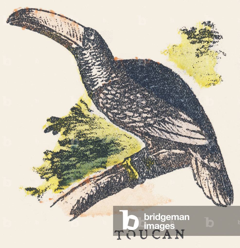 T: toucan