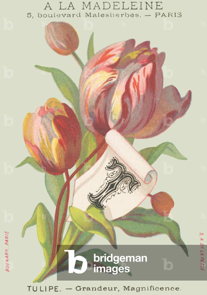 T: Tulip - Grandeur, Magnificence