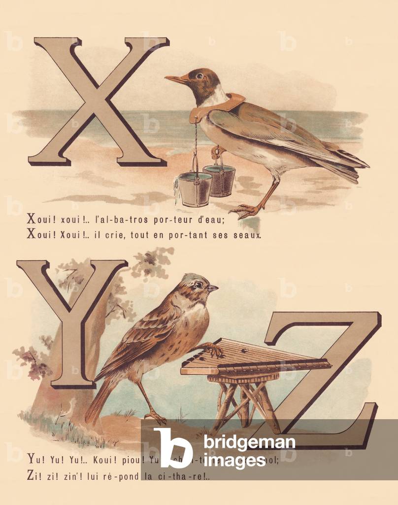 X Y Z: Xema Sabini, yellowhammer, zither