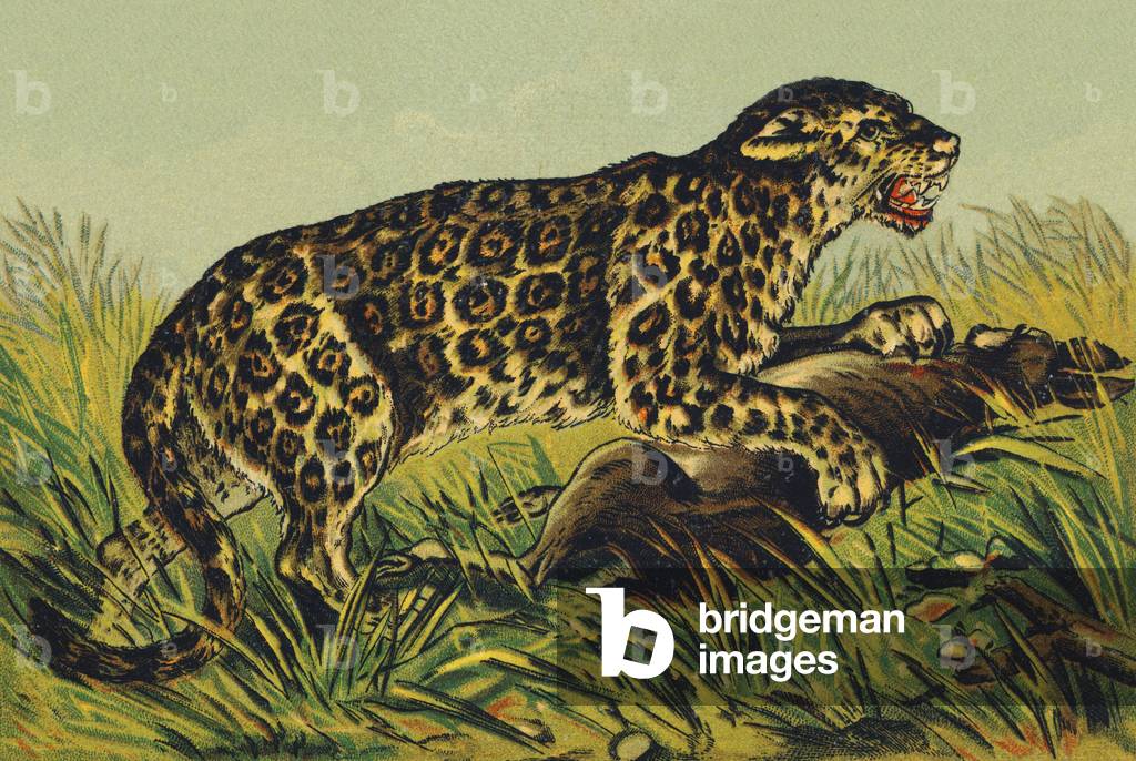 J as Jaguar