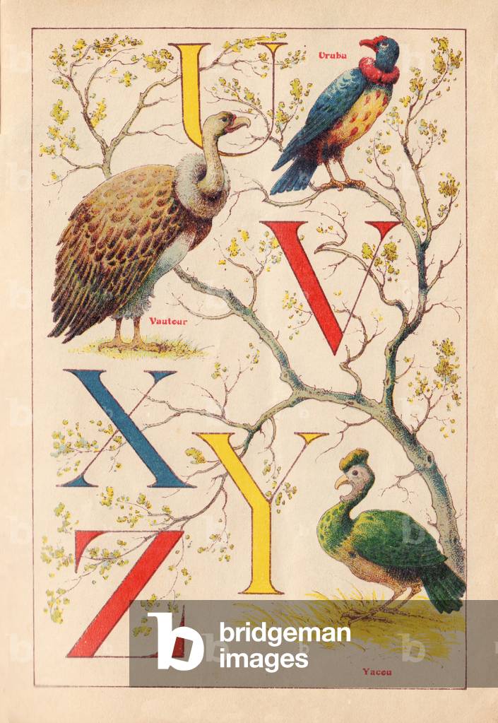 ALPHABET OF BIRDS for... U V X Y Z, circa 1925 (illustration)