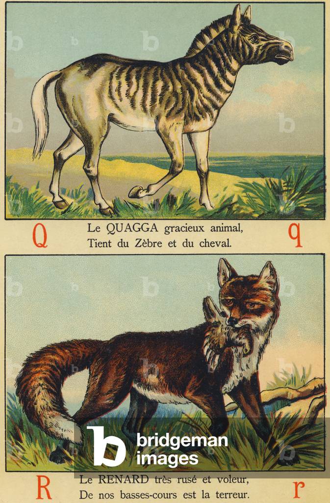 Q as Quagga and R as Fox