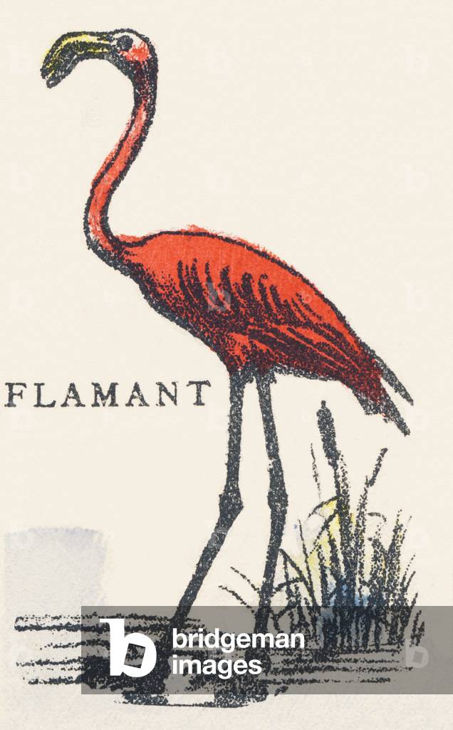 F: flamingo