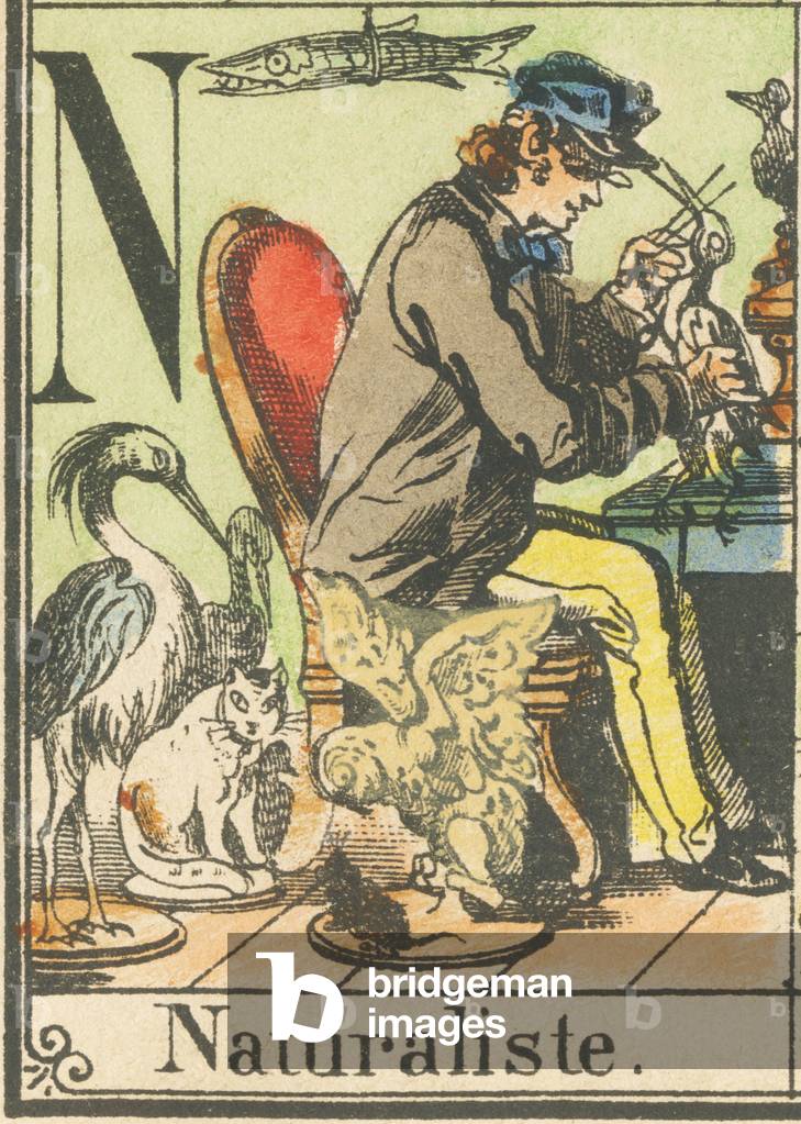 N: Naturalist