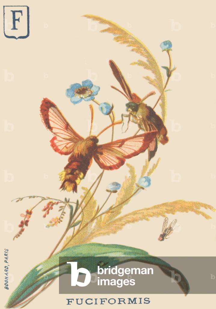 F: Fuciformis (Hemaris fuciformis or Sphinx gauze)