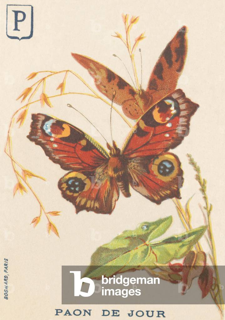 P: Day peacock (Inachis io or Vanessa io or Day Peacock)