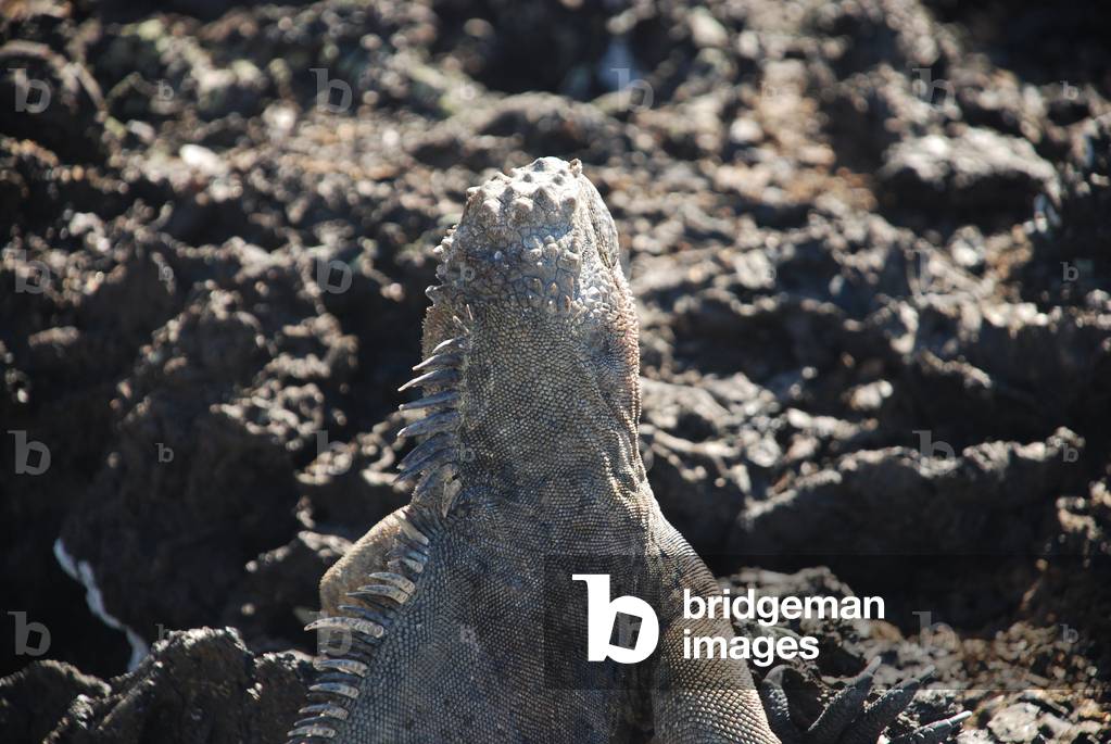 Marine Iguana, Isabela, Galapagos (photo)