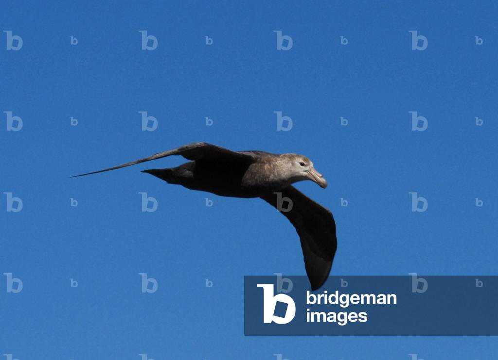 Northern Giant Petrel, Surf Bay, Falkland Islands (photo)