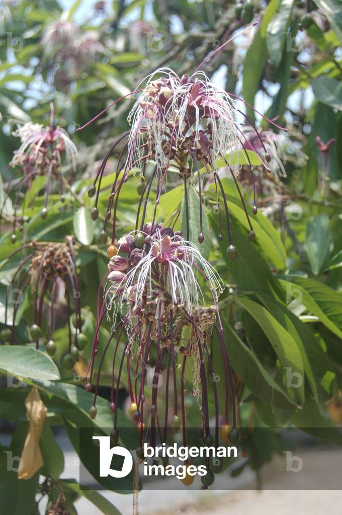 Capparis prisca, Lomas de Lachay, Peru (photo)
