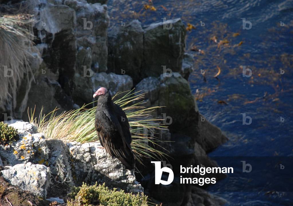 Turkey Vulture, Gypsy Cove, Falkland Islands (photo)
